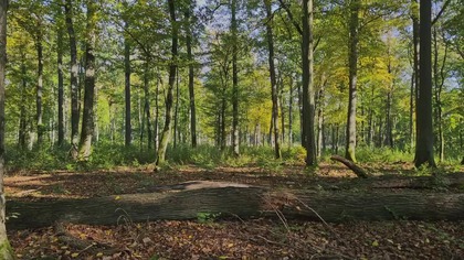 Wind in Beech Forest Leaves | Natural Ambient White Noise for Focus