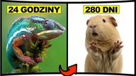 10 NAJKRÓCEJ ŻYJĄCYCH ZWIERZĄT ŚWIATA
