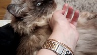 Rest Time With Luna 