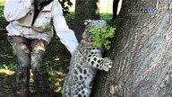Zobacz pantery na spacerze w warszawskim zoo