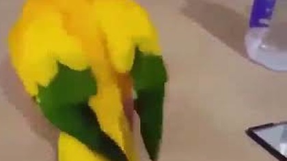 Papuga papugowata!