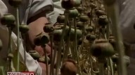 Afganistan -2008 /baronowie opium/
