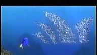 Gdzie jest Nemo? - zwiastun filmu (wersja 1)