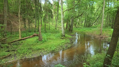 Woodland River for Focus  Real Outdoor Water Ambience