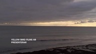 Wallander (SWE) S01E08 (2005) Lektor PL