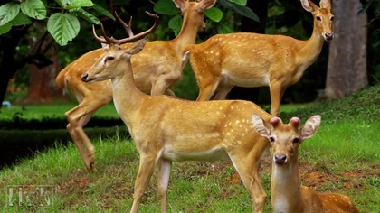 Nigdy tego nie zobaczysz i nie usłyszysz.  Illuzja rzeczywistości [Reupload]