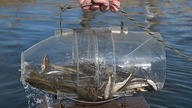 How to make a fish trap in 30 seconds