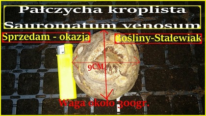 Duża bulwa-Pałczycha kroplista + inne rośliny wystawiam na Olx.