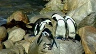 ENCYKLOPEDIA ZWIERZĄT DLA DZIECI - Pingwin