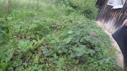 śniadanie truskawkowo miętowe