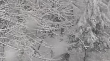 Głodna Sarenka, Polska