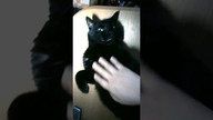 Moja słodka czarna perełka #shorts #kot #kotek #funny #funnycats #meow #czarnykot