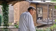 Zbigniew Łoboda - Mewka Polska - Prezentacja Gołębi Ozdobnych Cz.  2 - Rok 2023 - Wspaniala hodowla!
