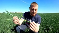 T2/T3? Flaga zaczyna się pokazywać, jakie kolejne zabiegi w pszenicy?