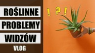 Odpowiadam na pytania widzów.  Roślinne problemy.  VLOG