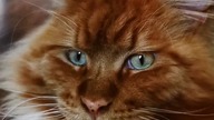 Dziś jest Międzynarodowy Dzień Kota! #cat #cats #mainecoon #music