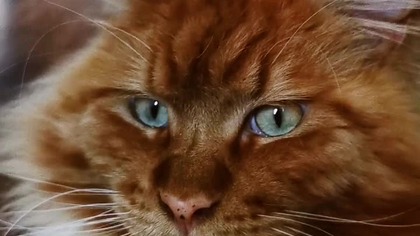 Dziś jest Międzynarodowy Dzień Kota! #cat #cats #mainecoon #music