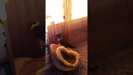 Bonguś i zabawa z cieniem  #shorts #kot #kotek #kittens #funny #funnycats #meow