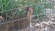 kanczyl #zoowarszawa