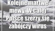 Kolejne martwe mewy.  Ptasia Grypa w Lubelskim.  W całej Polsce szerzy się zabójczy wirus
