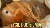 Mrówki! Za dużo mrówek Messor, Camponotus, Rhytidoponera, Polyhrahis, Manica