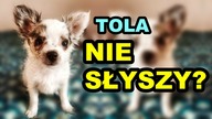 GŁUCHY PIES OD URODZENIA - Komunikacja, Język Migowy Dla Psa, Testy - Czy Pies Słyszy? | Podcast