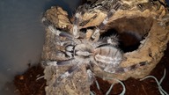 Przekładanie  oraz aranżacja terrarium dla Poecilotheria miranda!!