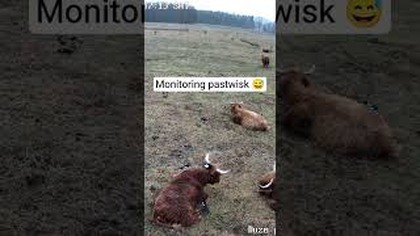 Sprawdzam monitorig z pastwisk.  Cisza, spokój, krowy odpoczywają, sroki robią patrol, chyba jest ok
