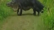 Największy aligator na świecie!