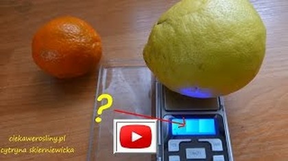 127.  Duża cytryna swojska po raz kolejny :)