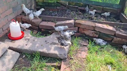 Kurczaki pierwszy raz na wybiegu * W Garden kuRaż 20. 06. 2026