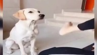 cute dog