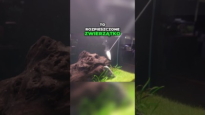 Ryba Zwierzątkiem! Interakcja i Rozpieszczanie w Akcji