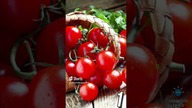 3 CIEKAWOSTKI O POMIDORACH