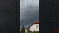 Koty w upalny dzień czekają na burzę 