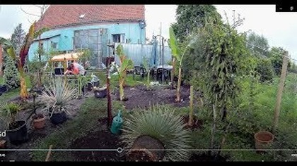 Odc-655-Kolejne sadzenie wielkich bananowców ! :) Polska Północna