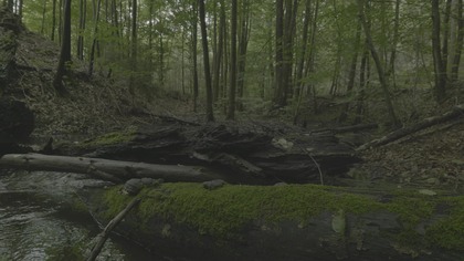 Forest Stream White Noise for Unbroken Focus | Natural Soundscape for Deep Work & Study