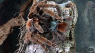 KOPULACJA Caribena versicolor 