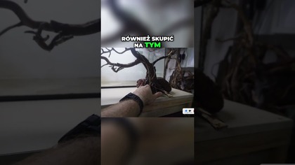 Zakładamy 60l akwarium z drzewkiem.