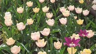 Tulipany w Garden kuRaż
