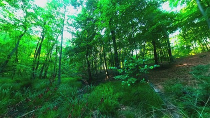 Sounds of the Beech Forest at Dawn ¦ A Journey to the Heart of the Ancient Forest 