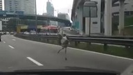 Struś uciekał autostradą w Malezji