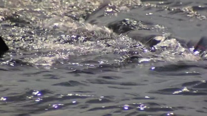 ORCA.  (1977) lektor