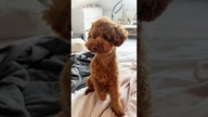 iPad dog