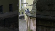 Gołębie są wszędzie