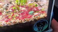 Krewetki na wypasie #aquarium #shrimp