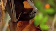 I Ran - BATS tribute