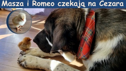  Nowi mieszkańcy w zagrodzie.  Jak kwoka przekazuje istotne umiejętności przetrwania kurczętom.