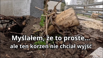 Wiosenne porządki na gospodarstwie  walka z korzeniem