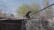Żałobnica w Warszawskim zoo 